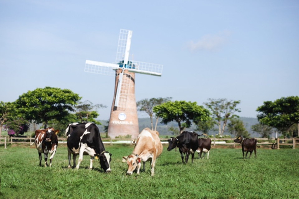 Sữa tươi organic của Vinamilk dành được cảm tình của người dân “đảo quốc sư tử” - 5 Sữa tươi organic của Vinamilk dành được cảm tình của người dân “đảo quốc sư tử” - 5