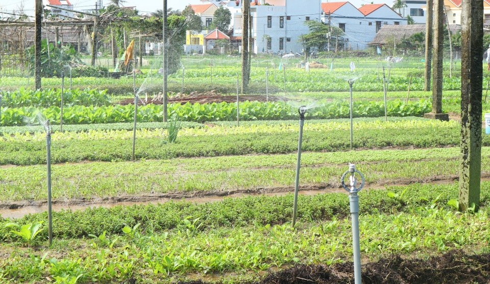 Làng rau hơn 500 tuổi hối hả vào vụ Tết Làng rau hơn 500 tuổi hối hả vào vụ Tết