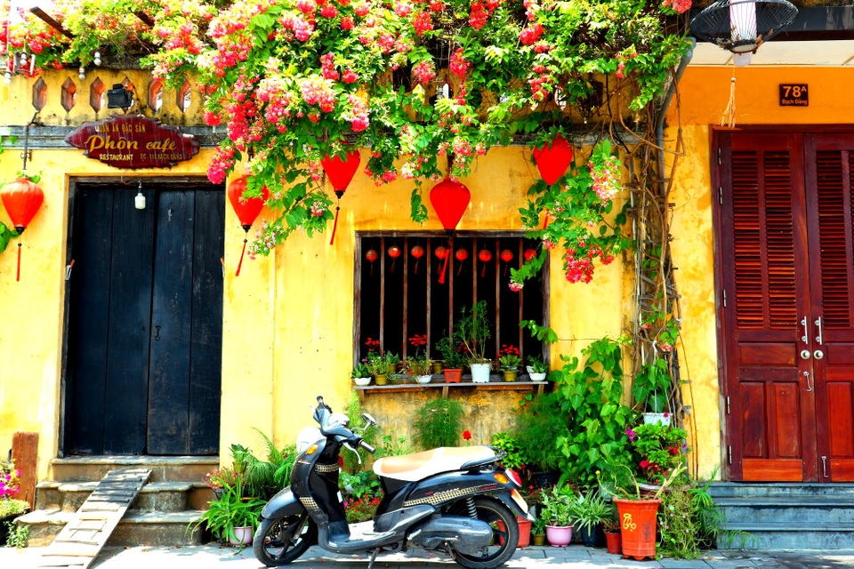 Hội An rực rỡ sắc hoa giữa tâm dịch Covid-19 - 8 Hội An rực rỡ sắc hoa giữa tâm dịch Covid-19 - 8