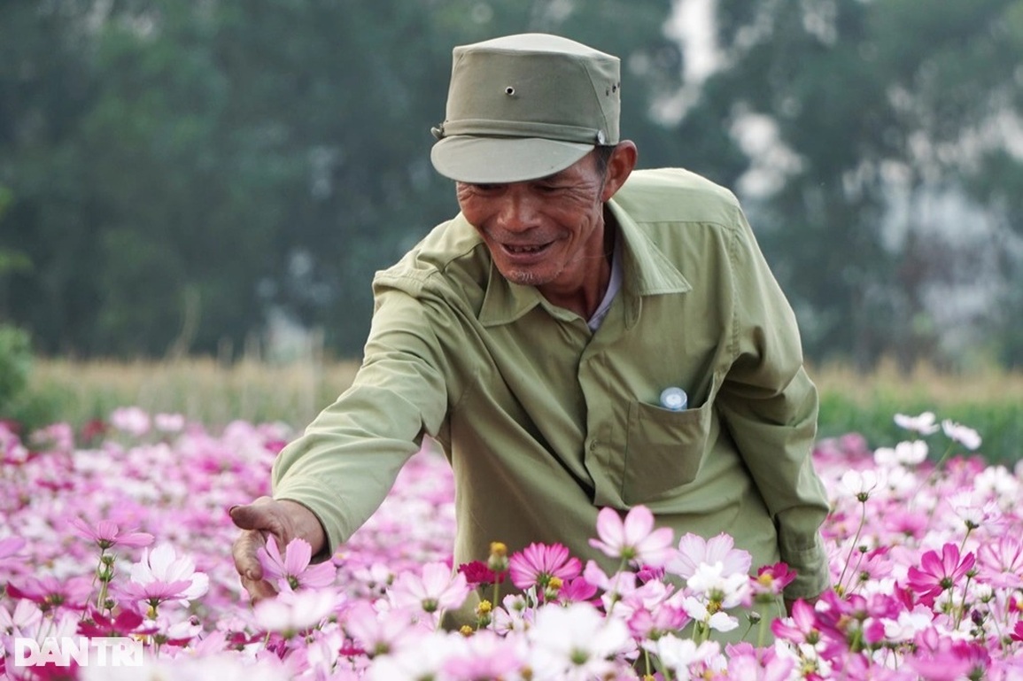 Cán bộ công an về hưu kiếm tiền triệu mỗi ngày từ cánh đồng hoa ven sông - 1 Cán bộ công an về hưu kiếm tiền triệu mỗi ngày từ cánh đồng hoa ven sông - 1