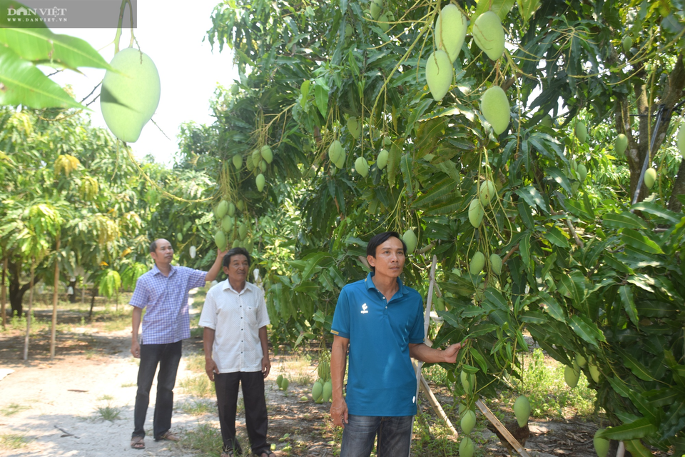 Trồng xoài trên đất toàn cát, ông nông dân lãi nửa tỷ đồng - 4 Trồng xoài trên đất toàn cát, ông nông dân lãi nửa tỷ đồng - 4
