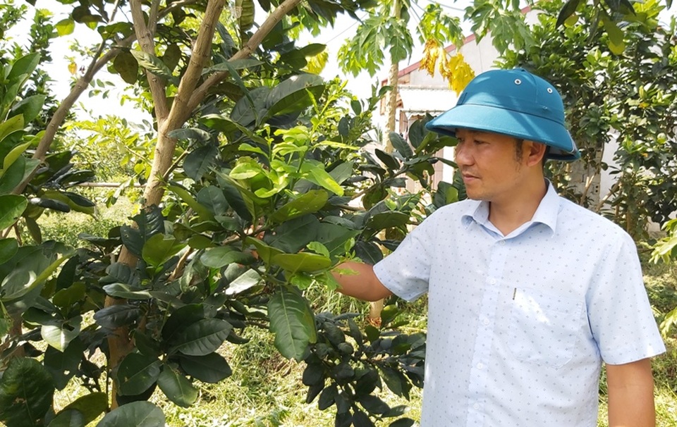 Thanh Hoá: Kiếm hàng trăm triệu đồng từ bưởi, mít, dừa... - 1 Thanh Hoá: Kiếm hàng trăm triệu đồng từ bưởi, mít, dừa... - 1