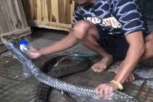 Clip người đàn ông tắm và đùa giỡn với rắn hổ chúa cỡ "khủng" gây tranh cãi