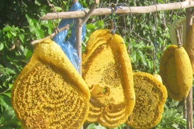 Mật ong rừng pha nước lã bịp người ham rẻ