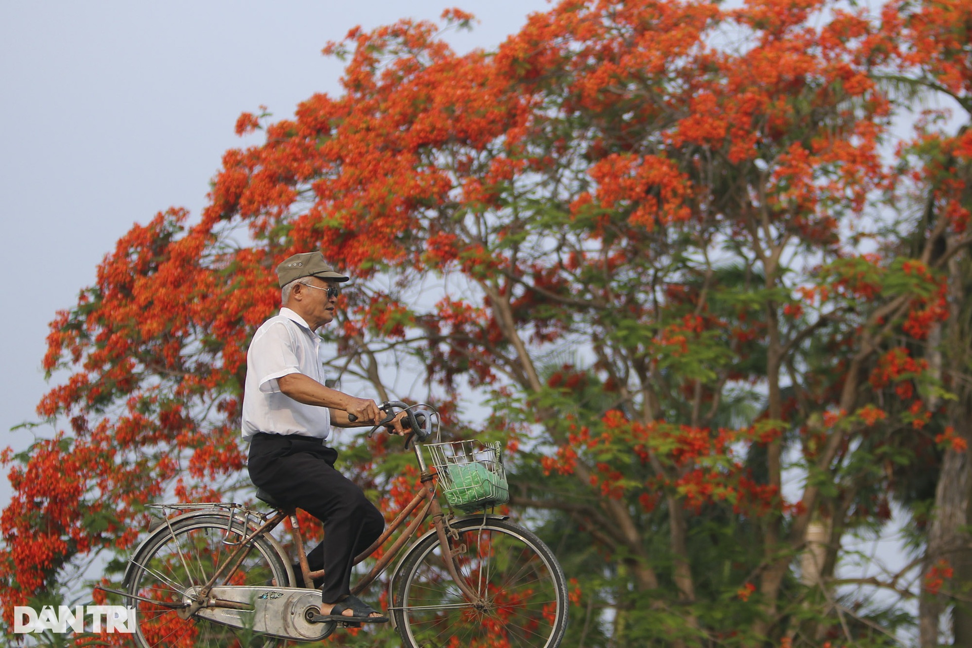 Hà Nội: Thành phố của những mùa hoa - 7