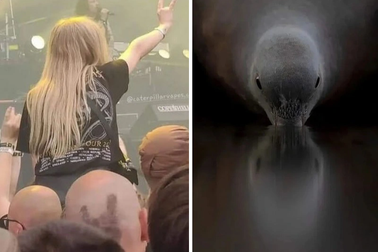 Thư giãn ngày cuối tuần với chùm ảnh đánh lừa thị giác đầy hài hước (P3)