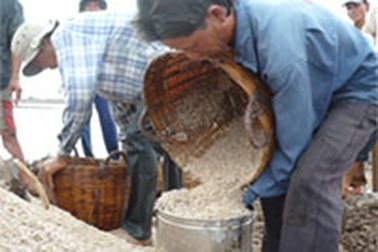 Được giá, diêm dân đổ xô làm muối