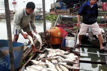 Cá bè chết hàng loạt do... thủy triều?