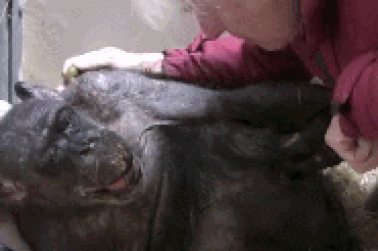 Cảm động khoảnh khắc tinh tinh đang hấp hối được gặp người đã từng chăm sóc mình