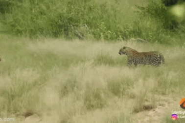 Màn đụng độ giữa 2 loài "không đội trời chung", báo gê-pa và báo hoa mai