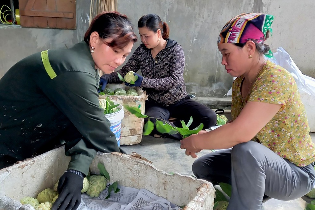 Trồng loại cây hóa giải đất chó ăn đá gà ăn sỏi, kết quả như... trúng số - 7 Trồng loại cây hóa giải đất chó ăn đá gà ăn sỏi, kết quả như... trúng số - 7