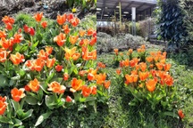 Ông bố Việt cải tạo đất, làm vườn hoa 200m2 giữa trời Âu tặng vợ con