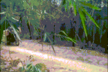 Khởi tố 2 bị can trong vụ phá rừng mà báo Dân trí phản ánh tại Gia Lai