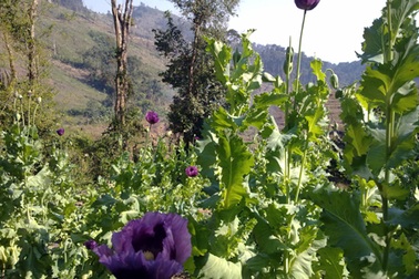 Cây thuốc phiện “xâm lược” vùng đại ngàn biên giới