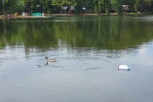 Thả vịt xuống hồ dẫn dụ 4 con cá sấu sổng chuồng trong công viên