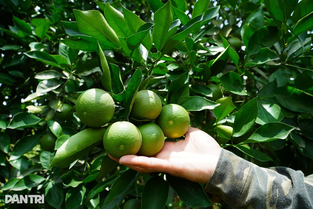 Chi hàng chục triệu đồng đào ao, khoan giếng chống hạn cho cây đặc sản - 5 Chi hàng chục triệu đồng đào ao, khoan giếng chống hạn cho cây đặc sản - 5