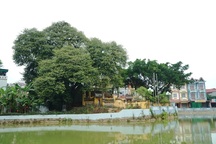 Chuyện ly kỳ về báu vật cây thị thiêng nghìn năm tuổi ở Hà Nội