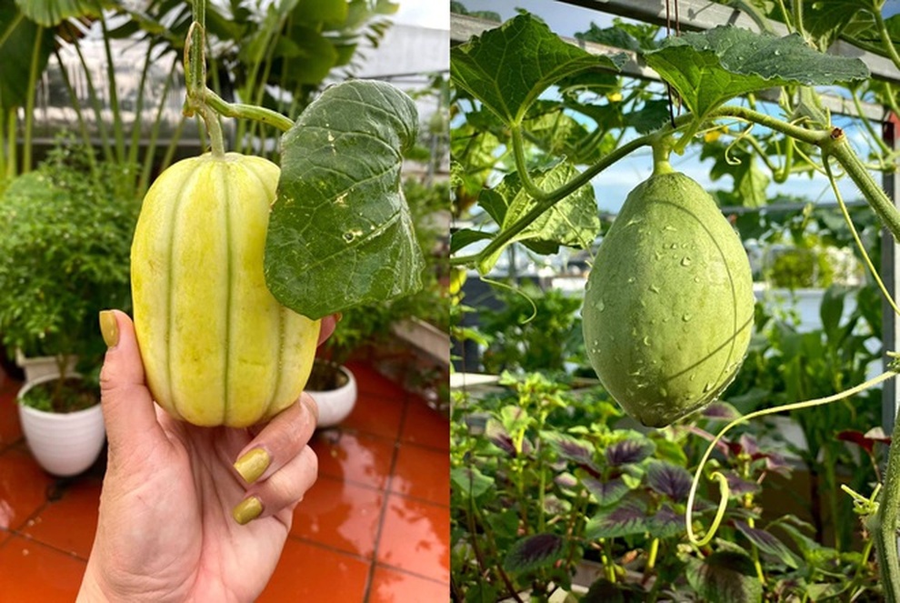 Những vườn trái cây sai trĩu trên sân thượng, gia chủ thu hoạch mỏi tay - 8 Những vườn trái cây sai trĩu trên sân thượng, gia chủ thu hoạch mỏi tay - 8