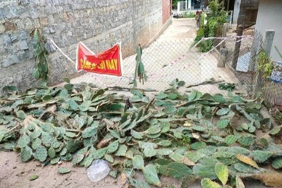 Độc chiêu làm hàng rào chống dịch bằng... gai xương rồng - 1 Độc chiêu làm hàng rào chống dịch bằng... gai xương rồng - 1