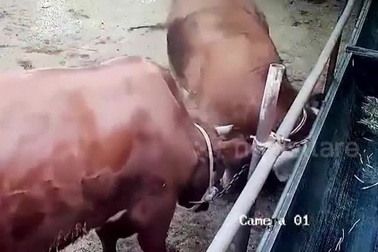 Kinh hãi cảnh bò mẹ nổi điên tấn công, giày xéo bé gái không ngớt