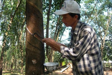 Bộ trưởng Phát nhận trách nhiệm trồng vượt quy hoạch 100.000 ha cao su