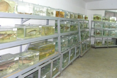 Độc đáo bộ sưu tập hơn 1.000 con cá sắp... biến mất