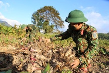 Trồng loại củ cho sợi "dẻo, ngon, thơm" thu tiền triệu dịp Tết