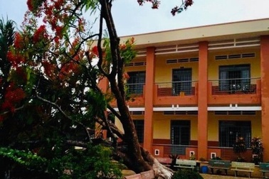 Lại thêm cây phượng lớn bật gốc đổ trong sân trường