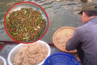 Lạ lùng côn trùng chỉ sống vài giờ, lên bàn nhậu thành đặc sản ở Hà Nội