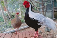 Gần 10 triệu đồng một cặp gà lôi trắng