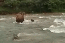 Kịch tính khoảnh khắc voi mẹ cứu con khỏi bị chết đuối khi băng qua sông