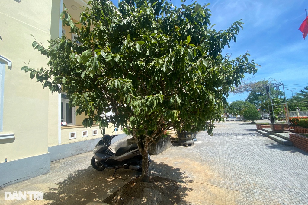Đào loạt gốc mai trước ngày bàn giao trụ sở vì lo... không người chăm sóc - 3 Đào loạt gốc mai trước ngày bàn giao trụ sở vì lo... không người chăm sóc - 3