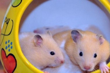 Loài chuột kiểng khiến giới trẻ Thủ đô thích mê đẹp cỡ nào?