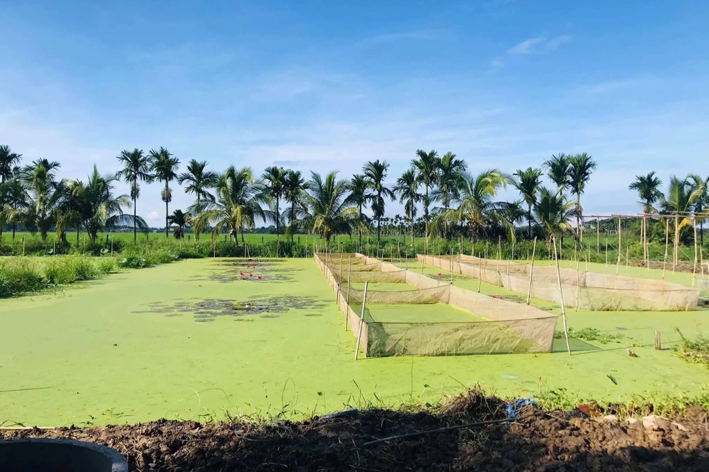 Chàng cử nhân Luật về quê Lâm Đồng, làm nên điều bất ngờ từ ao bỏ hoang - 2