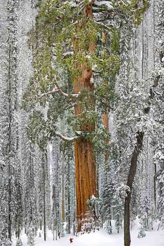Cây Sequoia với chiều cao 73 mét