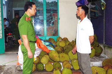 Bơm hóa chất “ép” mít chín nhanh, tạo mùi thơm, vị ngọt