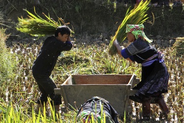 Những đôi tay khéo trên ruộng bậc thang Mù Cang Chải