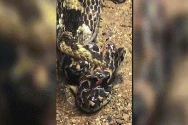 Kinh ngạc cảnh rắn khổng lồ đẻ liền một lúc 57 con