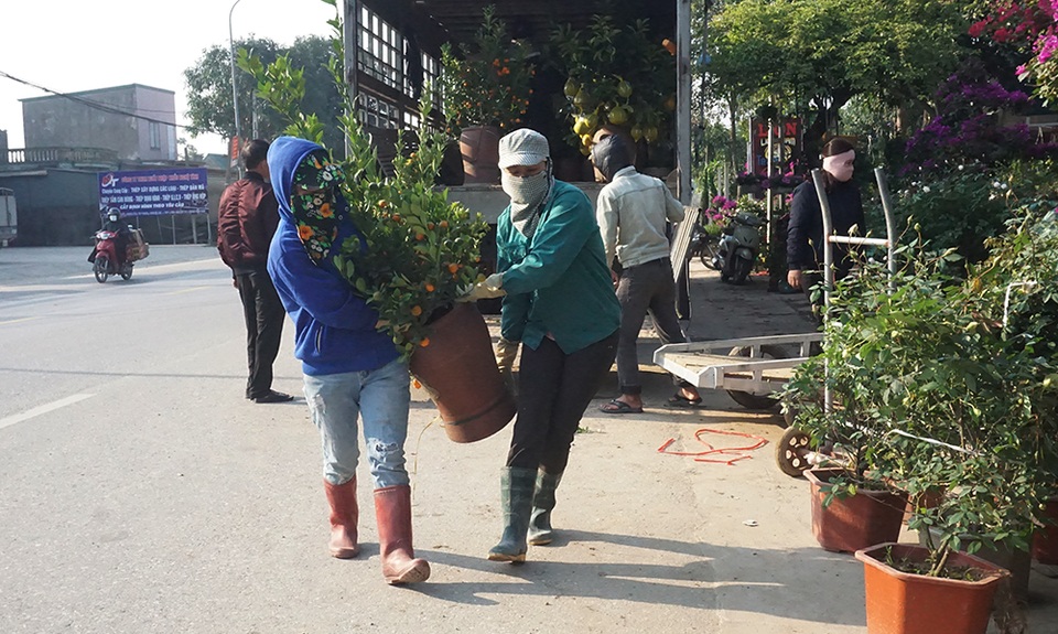 Hoa Tết giá mềm, người dân tranh thủ đi chọn sớm - 2 Hoa Tết giá mềm, người dân tranh thủ đi chọn sớm - 2