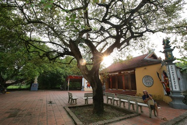 Ngắm 9 siêu cây "đại cổ trường sinh" tại ngoại thành Hà Nội