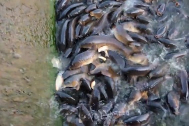 Cảnh tượng đàn vịt "cưỡi" trên lưng hàng nghìn con cá