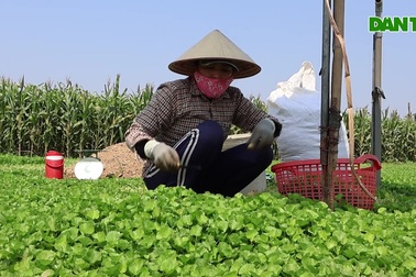 Trồng loại rau dại, lão nông thu 70 triệu đồng mỗi tháng