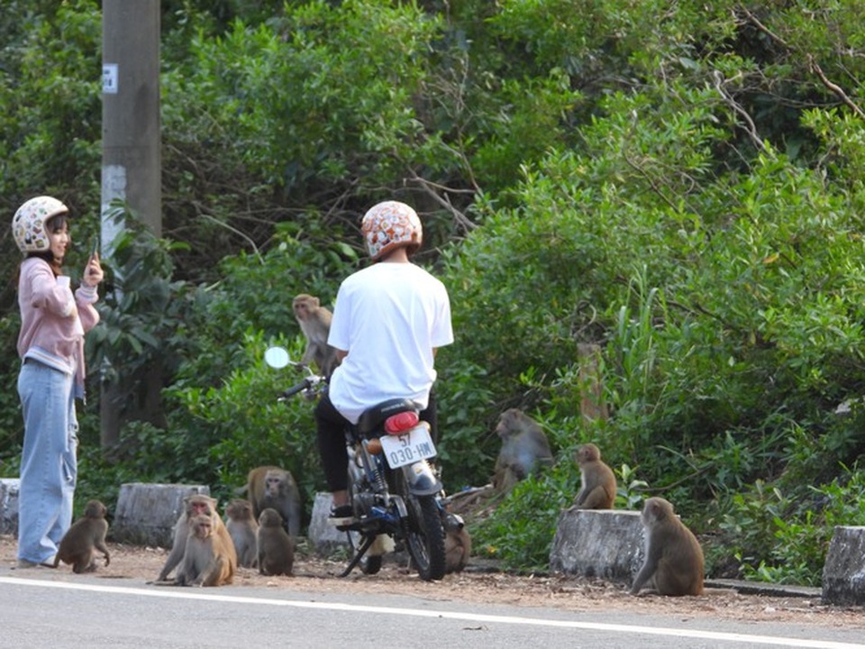 Khỉ Sơn Trà kéo nhau ào xuống đường giành giật thức ăn - 2 Khỉ Sơn Trà kéo nhau ào xuống đường giành giật thức ăn - 2