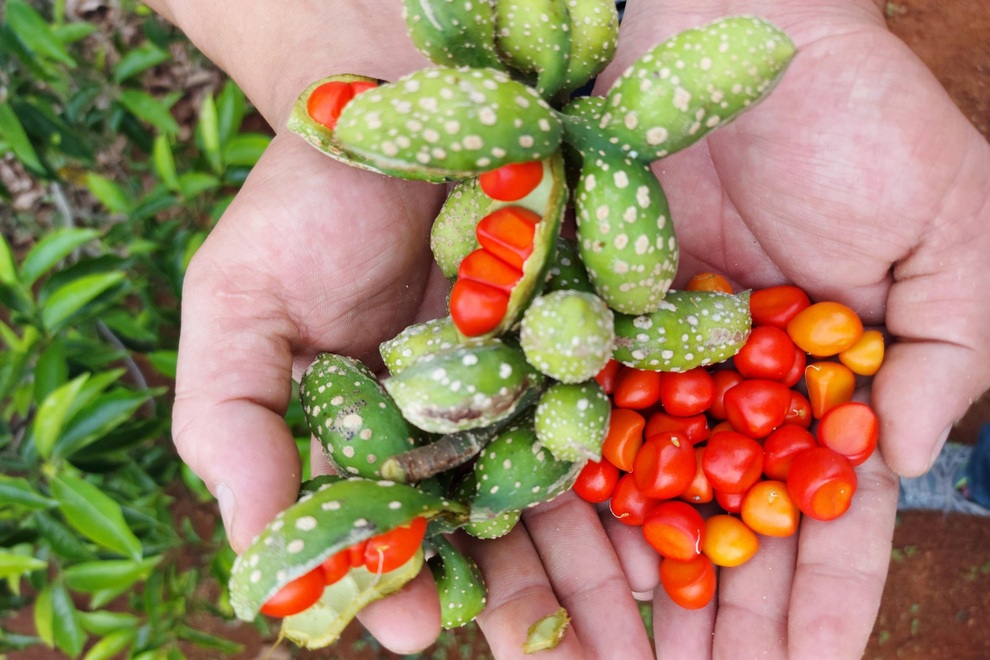 Trồng thứ cây cho ra 1,5 triệu đồng/kg quả, người dân mong thoát nghèo - 2 Trồng thứ cây cho ra 1,5 triệu đồng/kg quả, người dân mong thoát nghèo - 2