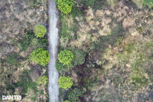 Nhiều khu đô thị đã có cả thập kỷ vẫn để chăn thả bò, trồng cỏ ở Mê Linh