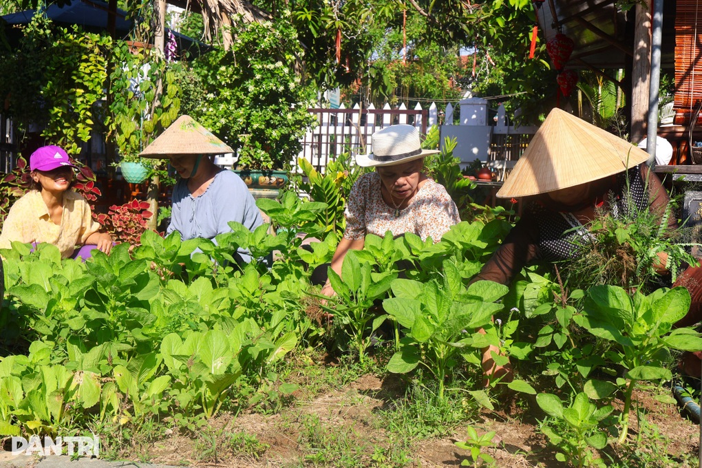 Khu vườn rau nghĩa tình với giá 0 đồng của phụ nữ Hội An - 1 Khu vườn rau nghĩa tình với giá 0 đồng của phụ nữ Hội An - 1