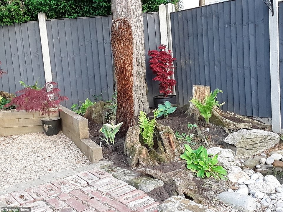 Cải tạo bãi cỏ bên nhà, 2 năm sau vợ chồng có khu vườn xanh mát - 4 Cải tạo bãi cỏ bên nhà, 2 năm sau vợ chồng có khu vườn xanh mát - 4