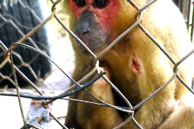 Bàn giao khỉ mặt đỏ cho Vườn quốc gia Pù Mát