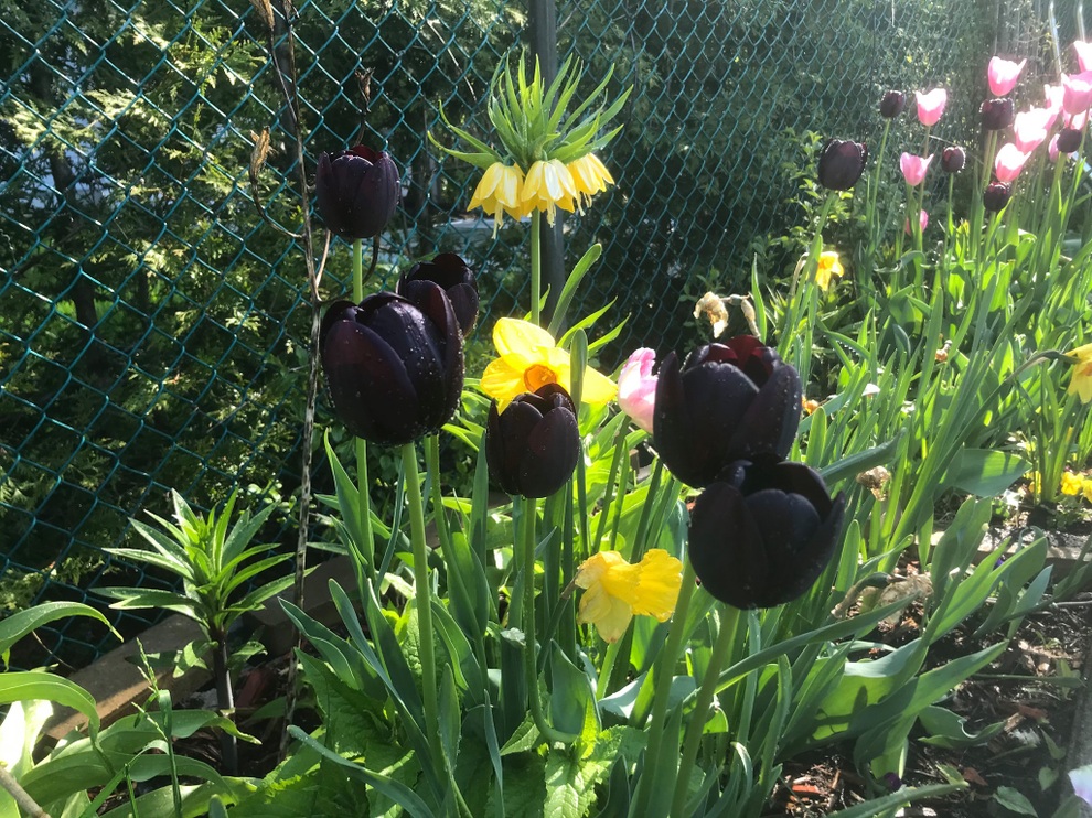 Vườn 600m2 yên bình, bội thu bầu, mướp của gia đình Việt Nam ở Canada - 10 Vườn 600m2 yên bình, bội thu bầu, mướp của gia đình Việt Nam ở Canada - 10