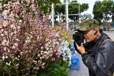 Choáng ngợp trước khung cảnh hoa anh đào khoe sắc tuyệt đẹp giữa Hà Nội